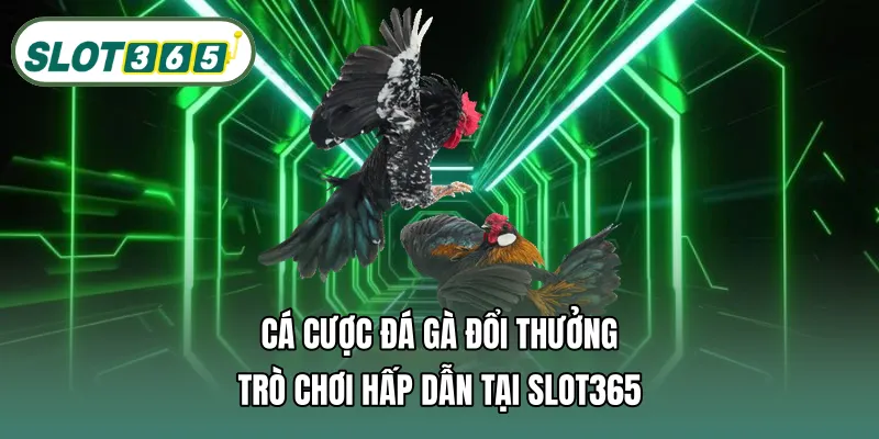 Cá cược đá gà đổi thưởng – Trò chơi hấp dẫn tại SLOT365