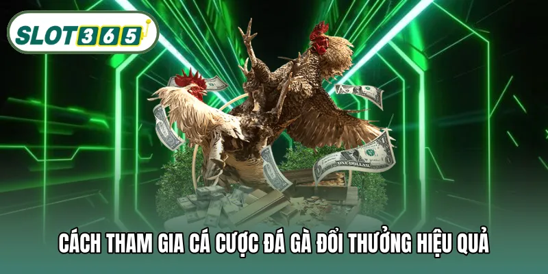 Cách tham gia cá cược đá gà đổi thưởng hiệu quả