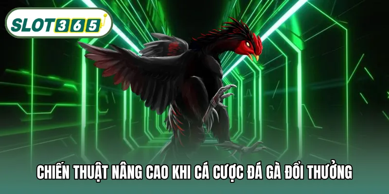Chiến thuật nâng cao khi cá cược đá gà đổi thưởng