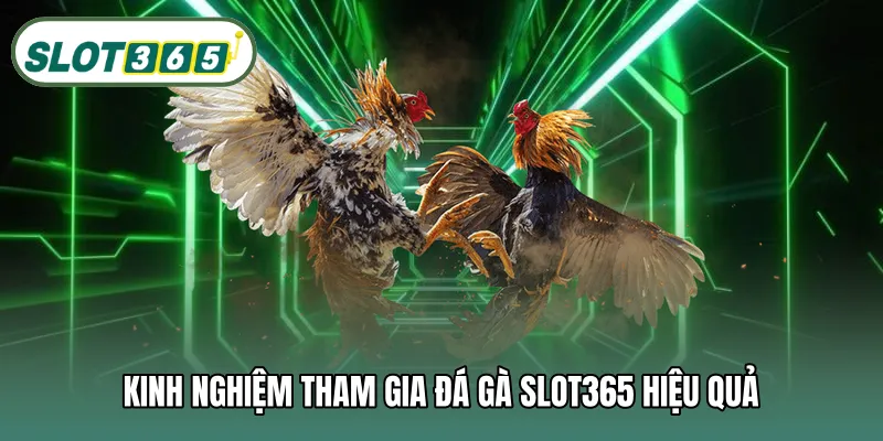 Kinh nghiệm tham gia đá gà SLOT365 hiệu quả