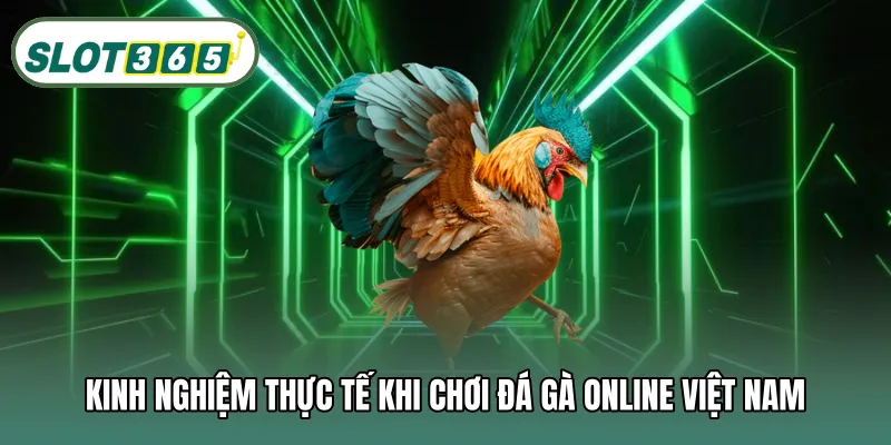 Kinh nghiệm thực tế khi chơi đá gà online Việt Nam