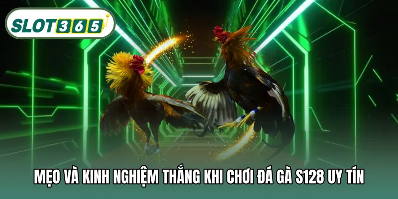 Mẹo và kinh nghiệm thắng khi chơi đá gà S128 uy tín