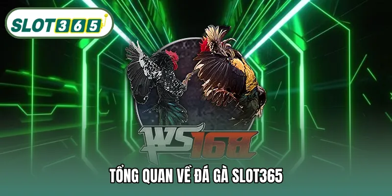 Tổng quan về đá gà SLOT365